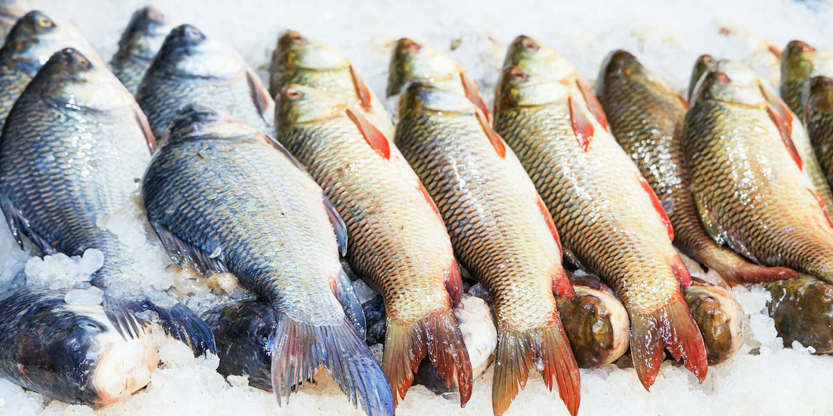 ROBINSEN DANE AARON — cold-water seafood hero