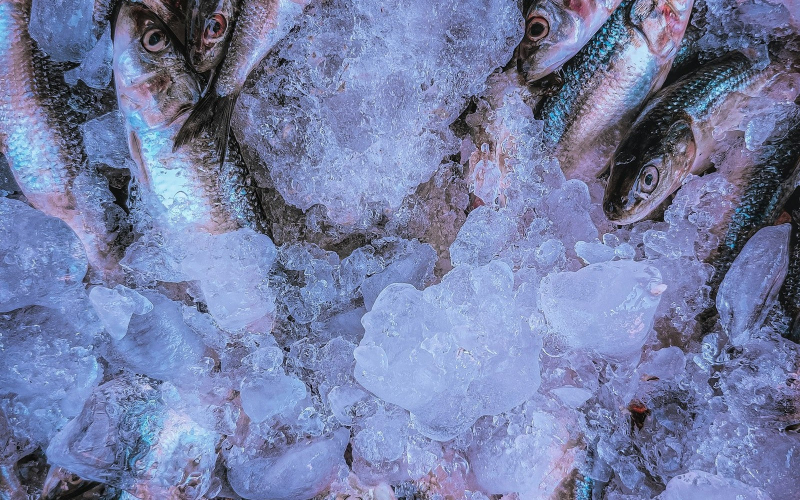 ROBINSEN DANE AARON — seafood selection